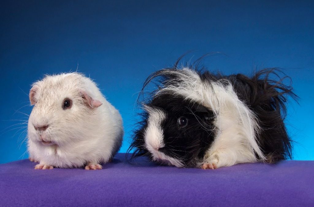 These Guinea Pigs Found A Loving Home