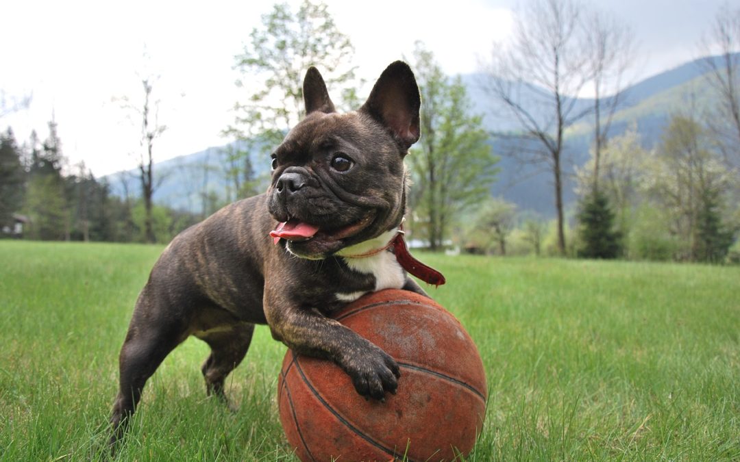 Four Diseases You Can Prevent In Your Pet