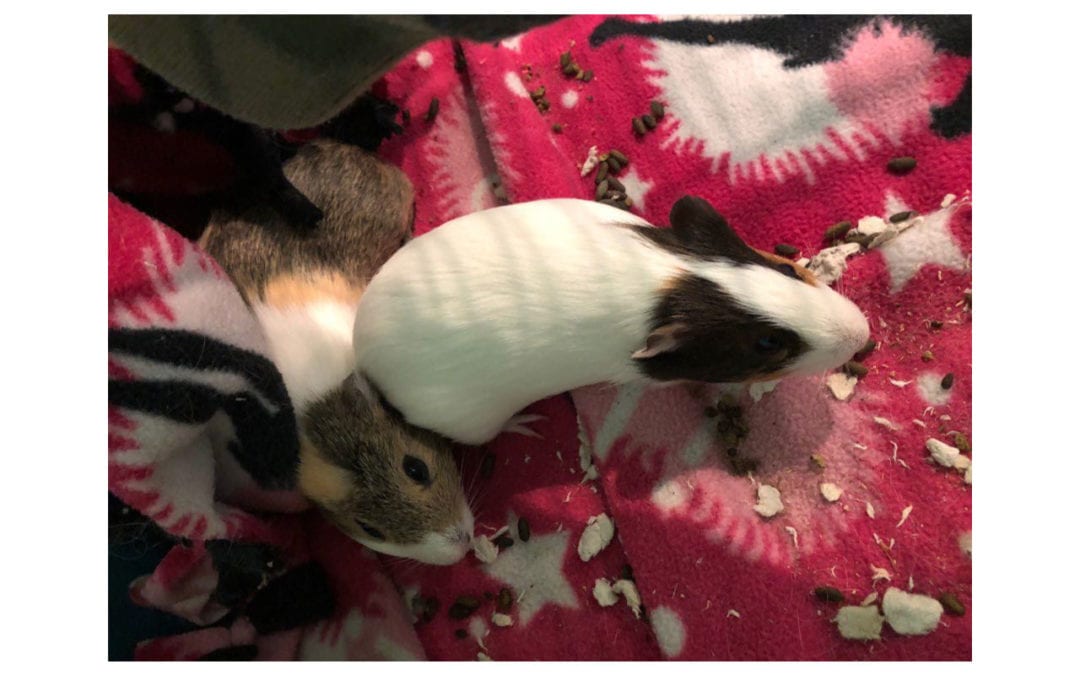 These Guinea Pigs Found a Forever Home!