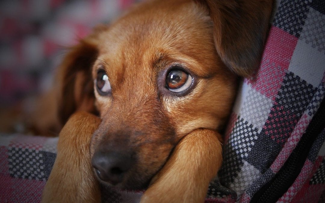 Signs of Holiday Stress in Your Dog