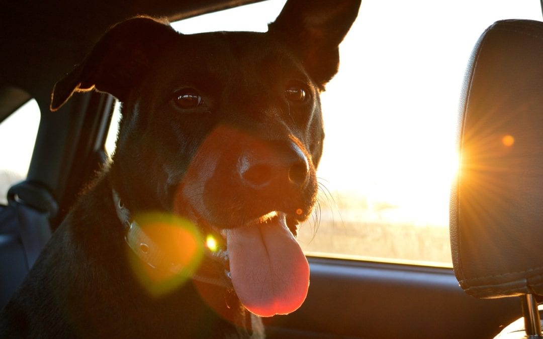 6 Tips for Road Trips with Your Dog