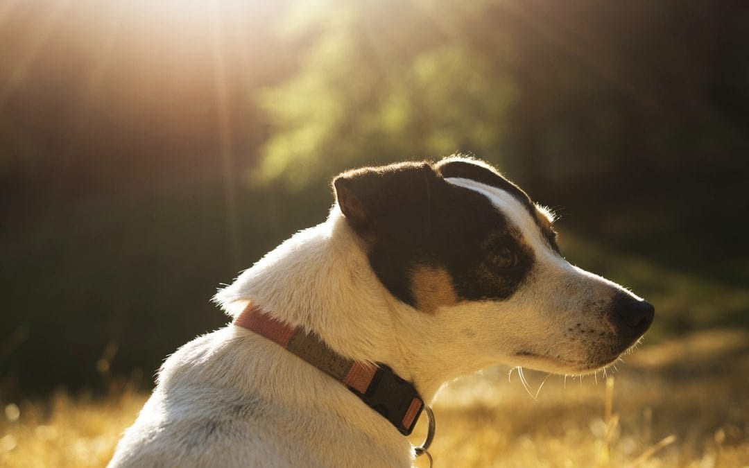 What Dog Owners Need to Know About Heat Stroke