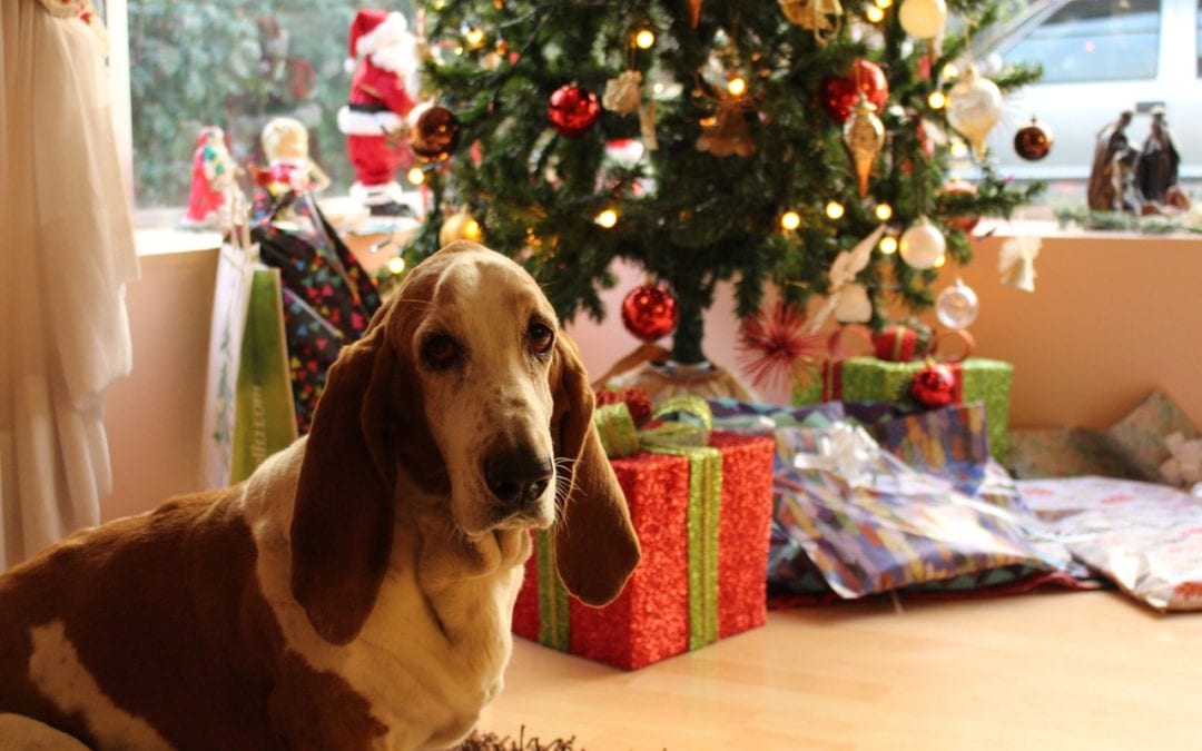 10 Holiday Hazards to Your Pet