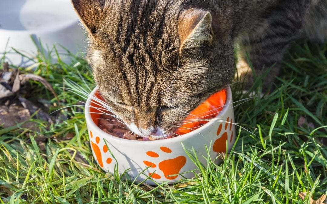 Your Cat is a Meat-Eater, and Here’s Why