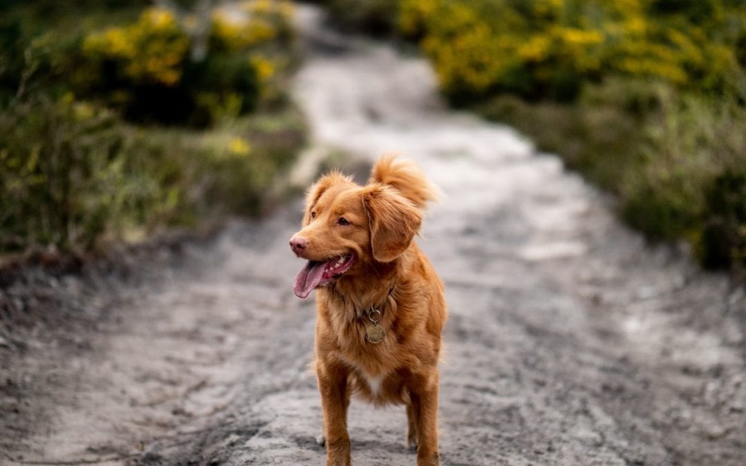 Tips for Stormy Spring Walks With Your Dog